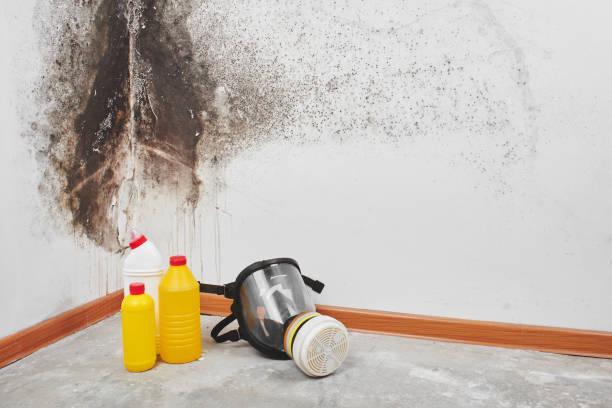 Reliable Cole Camp, MO Mold Remediation Solutions