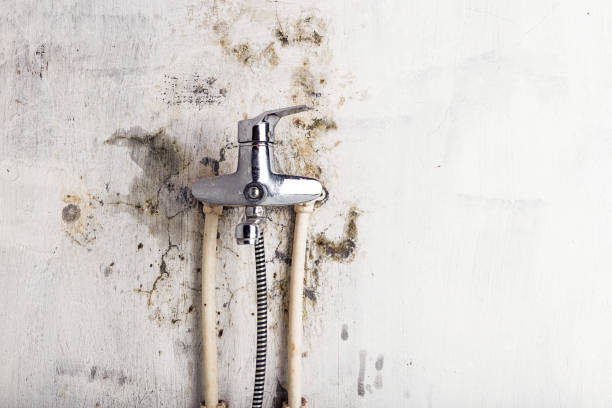 Best Preventive Mold Services in Cole Camp, MO