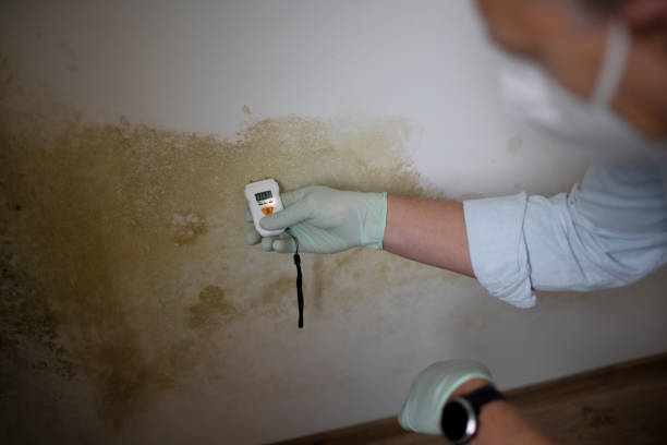 Best Mold Remediation for Specific Building Types in Cole Camp, MO