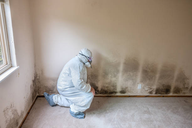 Best Residential Mold Remediation in Cole Camp, MO