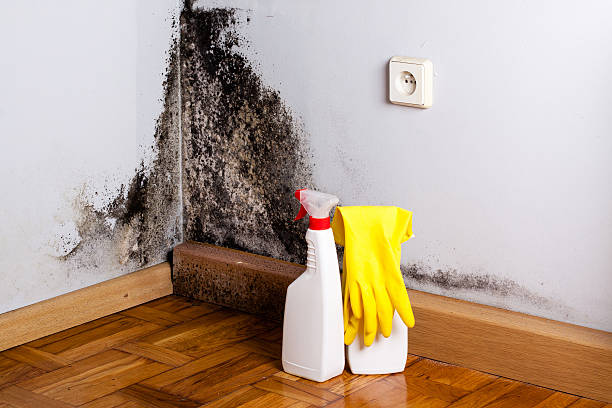 Best Crawl Space Mold Remediation in Cole Camp, MO