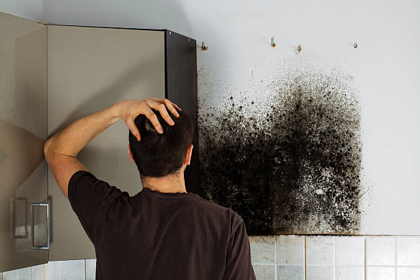 Best Health and Safety Mold Remediation in Cole Camp, MO