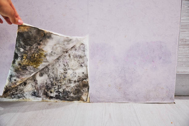 Best DIY Mold Remediation Support Services in Cole Camp, MO